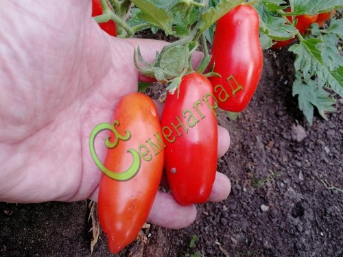 Семена почтой томат Сливка одесская - 20 семян, 15 упаковок Семенаград оптовый