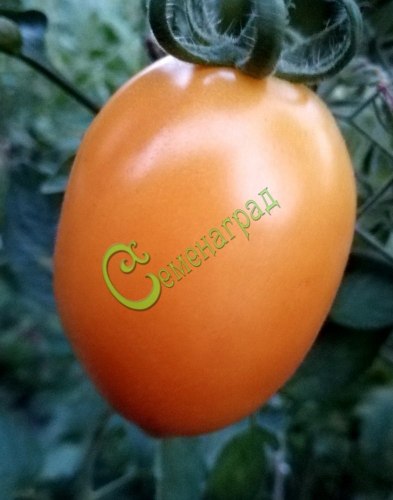Семена томатов Слива оранжевая - 20 семян, 20 упаковок Семенаград оптовый