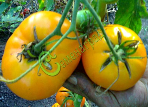 Семена томатов Вольф - 20 семян Семенаград