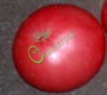 Семена томатов Сибирский великан - 20 семян, 8 упаковок Семенаград оптовый