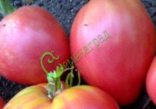 Семена томатов Сердце буйвола - 20 семян, 15 упаковок Семенаград оптовый