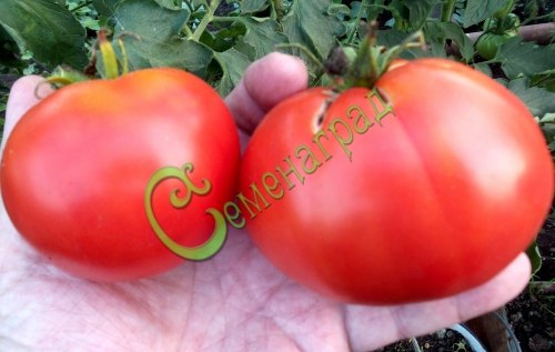 Семена почтой томат Сент-Пьер - 20 семян, 15 упаковок Семенаград оптовый