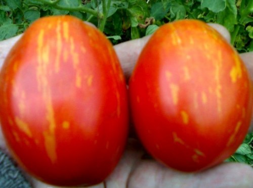 Семена томатов Северное сияние - 20 семян, 8 упаковок Семенаград оптовый