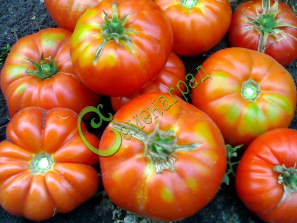 Семена томатов Выставочник