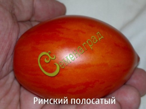 Семена томатов Римский полосатый - 20 семян, 15 упаковок Семенаград оптовый