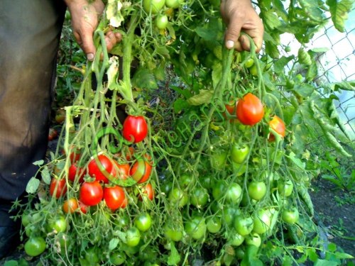 Семена почтой томат Ред Алерт - 20 семян, 15 упаковок Семенаград оптовый