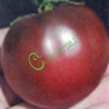 Семена томатов Поль Робсон - 20 семян, 15 упаковок Семенаград оптовый