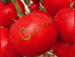 Семена томатов Ползуниха - 20 семян, 15 упаковок Семенаград оптовый