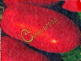 Семена томатов Перцевидный розовый - 20 семян, 15 упаковок Семенаград оптовый