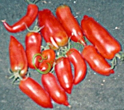 Семена томатов Перцевидный красный - 20 семян, 15 упаковок Семенаград оптовый