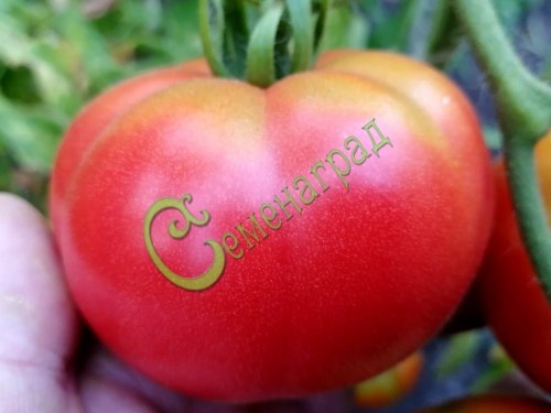 Семена томатов Оренбургские - 20 семян, 15 упаковок Семенаград оптовый