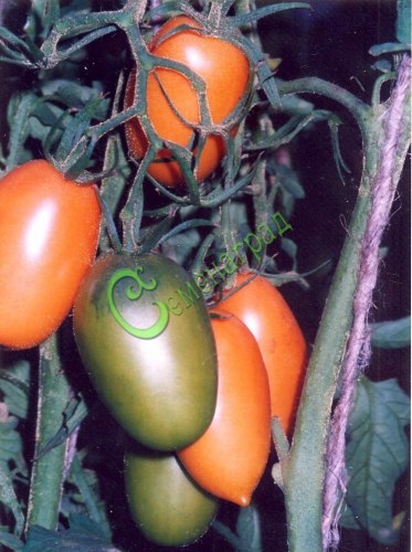 Семена томатов Оранжевые сосульки - 20 семян, 10 упаковок Семенаград оптовый
