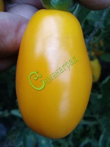 Семена томатов Оранжевые пальчики, 20 семян, 15 упаковок Семенаград оптовый