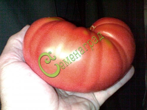 Семена томатов Одесский розовый - 20 семян, 15 упаковок Семенаград оптовый
