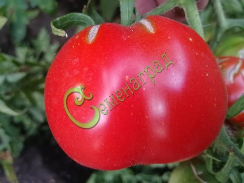 Семена томатов Новогогошары - 20 семян, 20 упаковок Семенаград оптовый