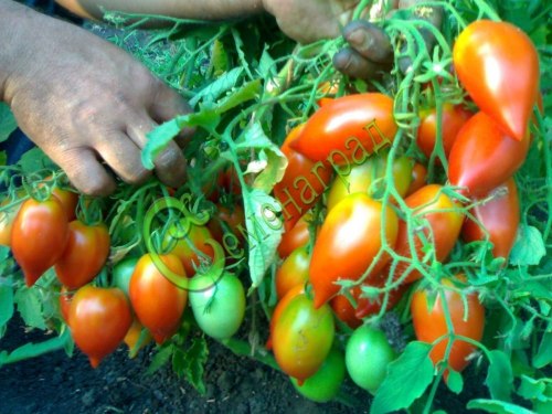 Семена томатов Надина - 20 семян, 15 упаковок Семенаград оптовый