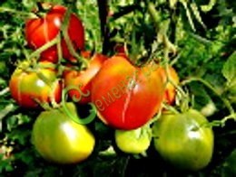 Семена томатов Гибрид-3 Тарасенко - 20 семян Семенаград