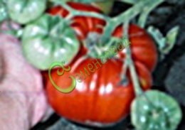Семена томатов Московский деликатесный - 20 семян, 15 упаковок Семенаград оптовый