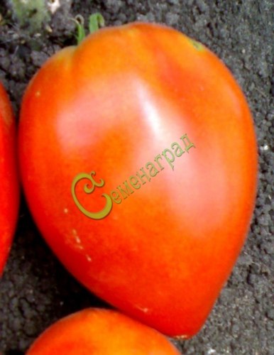 Семена томатов Марион - 20 семян, 8 упаковок Семенаград оптовый