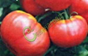 Семена томатов Малиновый штамбовый - 20 семян, 15 упаковок Семенаград оптовый