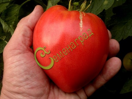Семена томатов Малиновый звон - 20 семян, 10 упаковок Семенаград оптовый