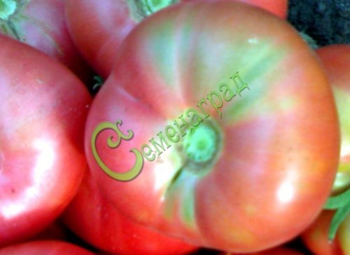 Семена томатов Малиновый гигант - 20 семян, 10 упаковок Семенаград оптовый