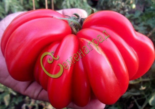 Семена почтой томат Лотарингская красавица - 20 семян, 2 упаковки Семенаград оптовый