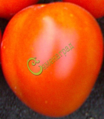 Семена томатов Гибрид-6 Тарасенко - 20 семян Семенаград