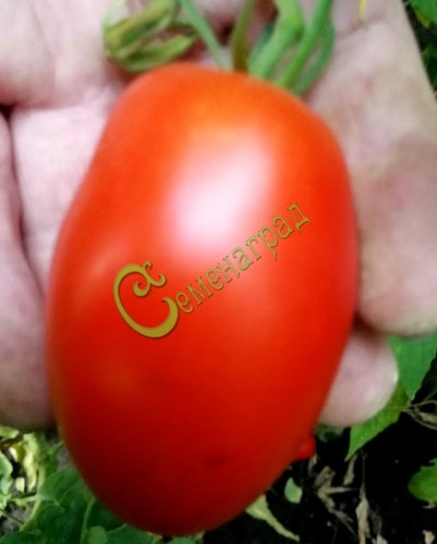 Семена томатов Красная ягода - 20 семян, 20 упаковок Семенаград оптовый