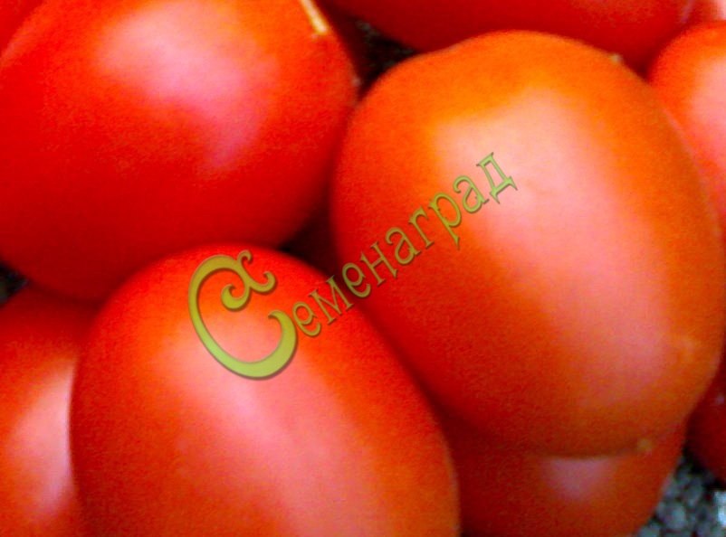 Семена томатов Гибрид-35 Тарасенко