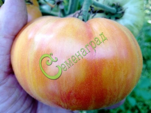Семена томатов Король красоты, 20 семян, 8 упаковок Семенаград оптовый