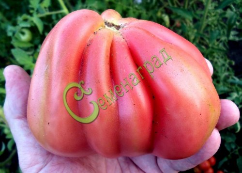 Семена томатов Коребо - 20 семян, 8 упаковок Семенаград оптовый