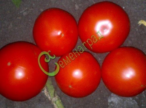 Семена томатов Князь серебряный, 20 семян, 8 упаковок Семенаград оптовый