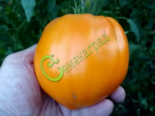 Cемена томатов Клубника оранжевая - 20 семян, 8 упаковок Семенаград оптовый