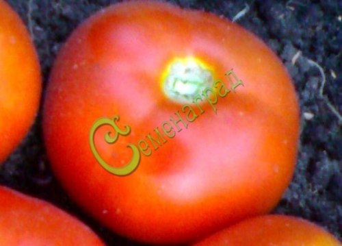 Семена томатов Клеопатра - 20 семян, 15 упаковок Семенаград оптовый