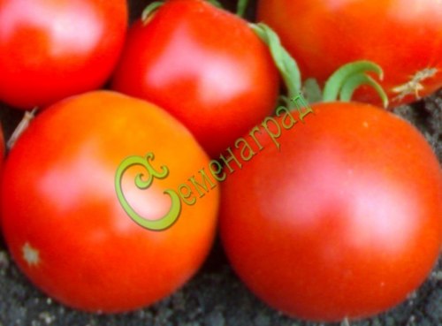 Семена томатов Карлсон плюс - 20 семян, 20 упаковок Семенаград оптовый