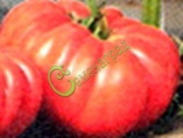 Семена томатов Император - 20 семян, 10 упаковок Семенаград оптовый
