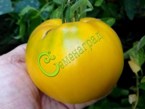 Семена томатов Золотые купола - 20 семян, 10 упаковок Семенаград оптовый
