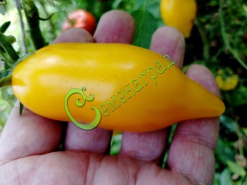 Семена томатов Золотая канарейка - 20 семян, 15 упаковок Семенаград оптовый
