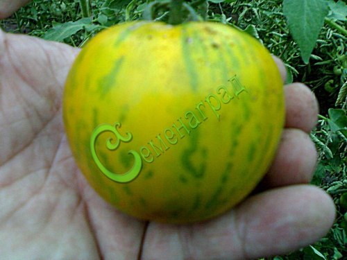 Семена томатов Зебра зелёная - 20 семян, 8 упаковок Семенаград оптовый
