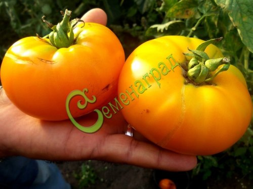 Семена томатов Завтрак Келлога - 20 семян, 15 упаковок Семенаград оптовый