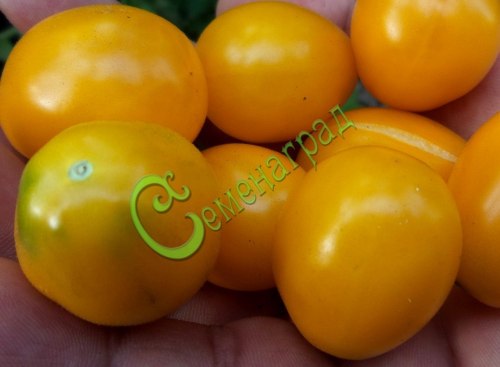 Семена томатов Жёлтая слива - 20 семян, 20 упаковок Семенаград оптовый