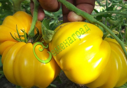Семена почтой томат Жёлтая красавица - 20 семян, 15 упаковок Семенаград оптовый