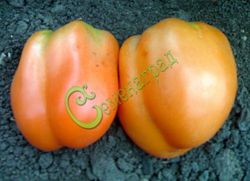 Семена томатов Еллоу Стоффер оранжевый - 20 семян, 8 упаковок Семенаград оптовый