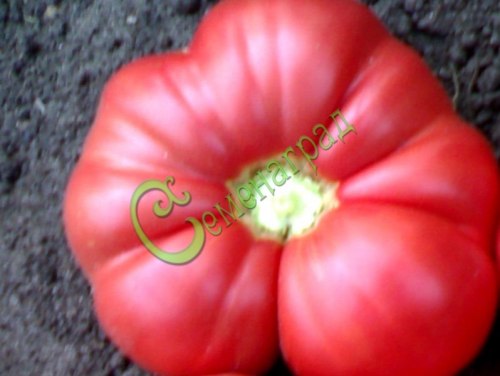 Семена томатов Гигант медовый - 20 семян Семенаград