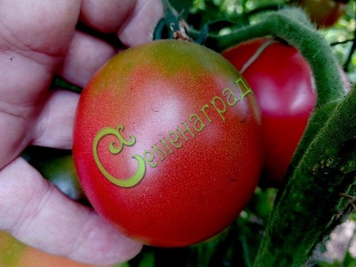 Семена томатов Де борао - 20 семян, 15 упаковок Семенаград оптовый