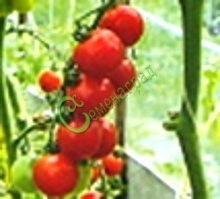 Семена томатов Дачная скороспелка - 20 семян, 20 упаковок Семенаград оптовый