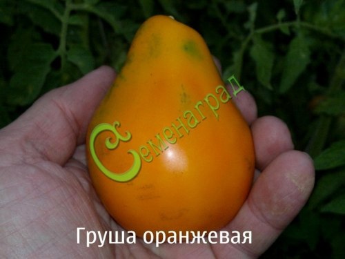 Семена почтой томат Груша оранжевая - 20 семян, 15 упаковок Семенаград оптовый