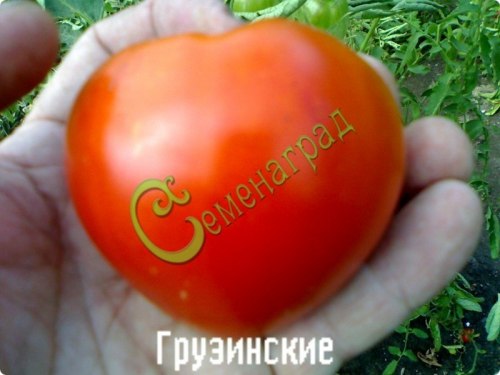 Семена томатов Грузинские - 20 семян, 15 упаковок Семенаград оптовый