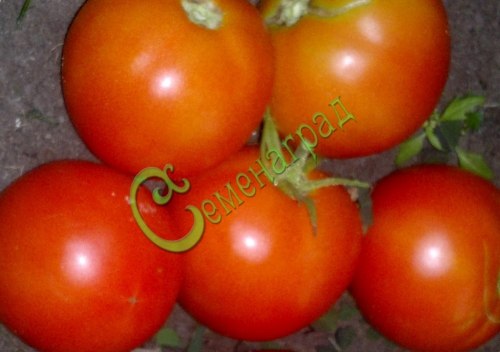 Семена томатов Гризанда - 20 семян, 15 упаковок Семенаград оптовый